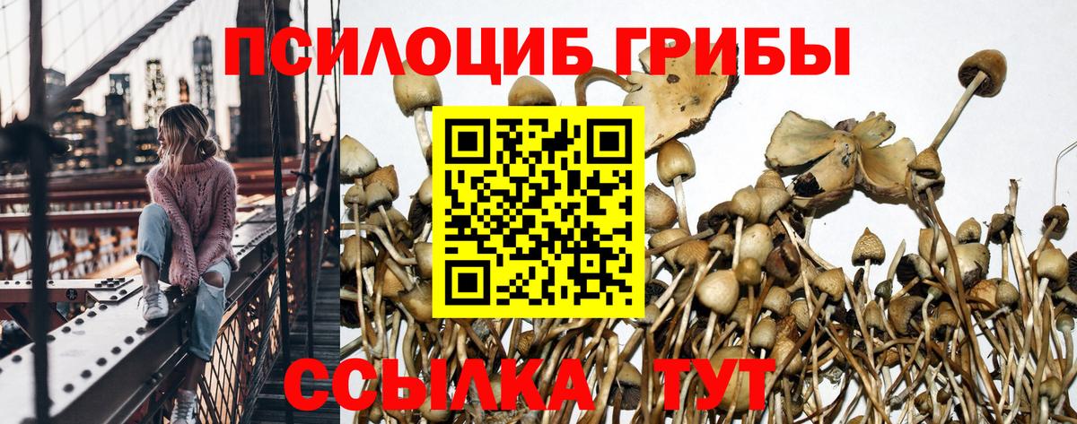 Галлюциногенные грибы Psilocybe Дмитров